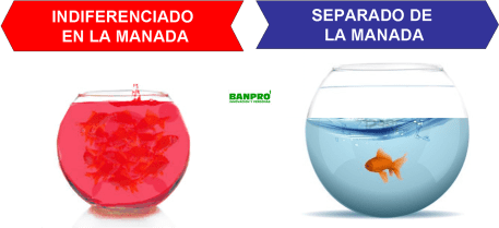 Dentro o fuera de manada