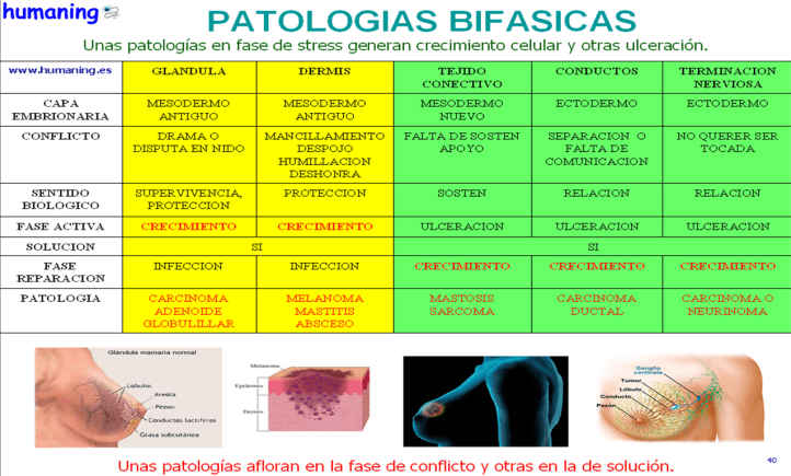 Patologias bifasicas de seno