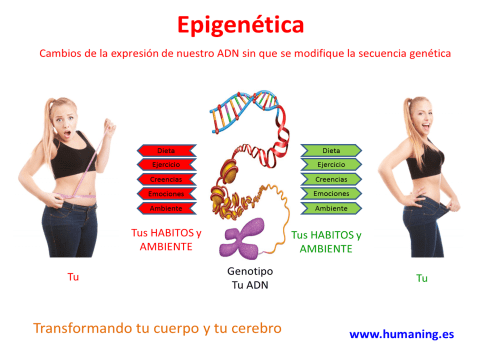 epigenetica 2