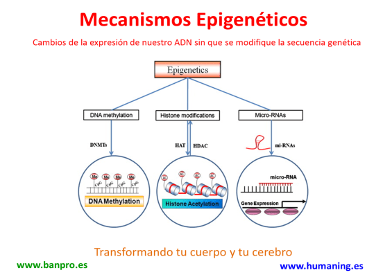mecanismos epigeneticos